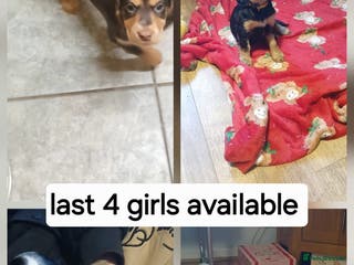 Cocker Spaniel dogs Show/Working Cocker spaniel puppies - Advert 17