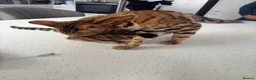Bengal cats for sale: Bengal for sale  - Advert 3