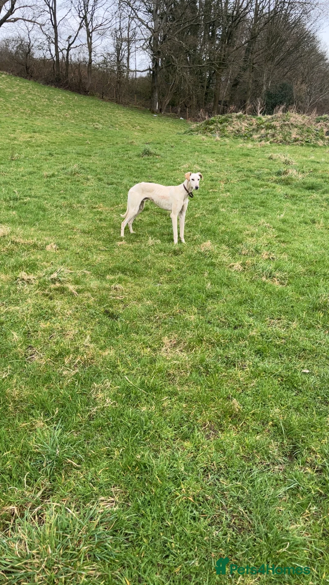 Mixed Breed dogs for sale: Lucas x fly in Lancaster - Advert 2