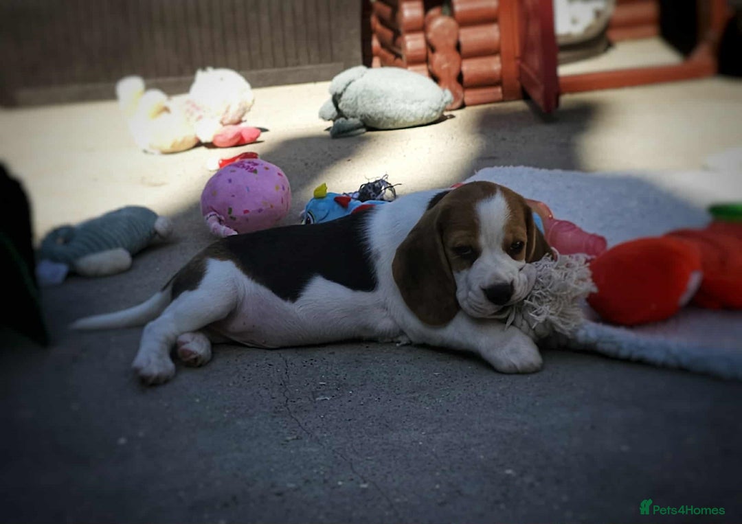 Beagle dogs for sale: Stunning KC Reg Beagle Pups - Ready Now - Image 28