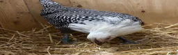 Chickens poultry for sale: Silver Campine  - Advert 4