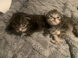 Maine Coon cats 2 Maine Coon kittens - Advert 1