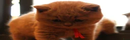 British Shorthair cats for sale: Gorgeous Pure British Shorthair Teddy Bear Kittens - Advert 25