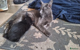 Mixed Breed cats for sale: 1 Kitten for Sale - Image 2