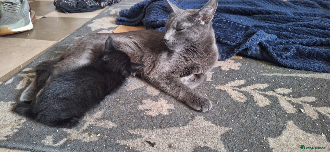 Mixed Breed cats for sale: 1 Kitten for Sale - Image 2