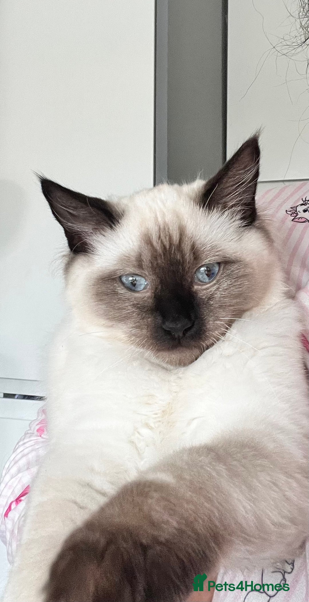 Ragdoll cats for sale: 3month chocolate point ragdoll - Image 6