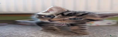 Boy 2