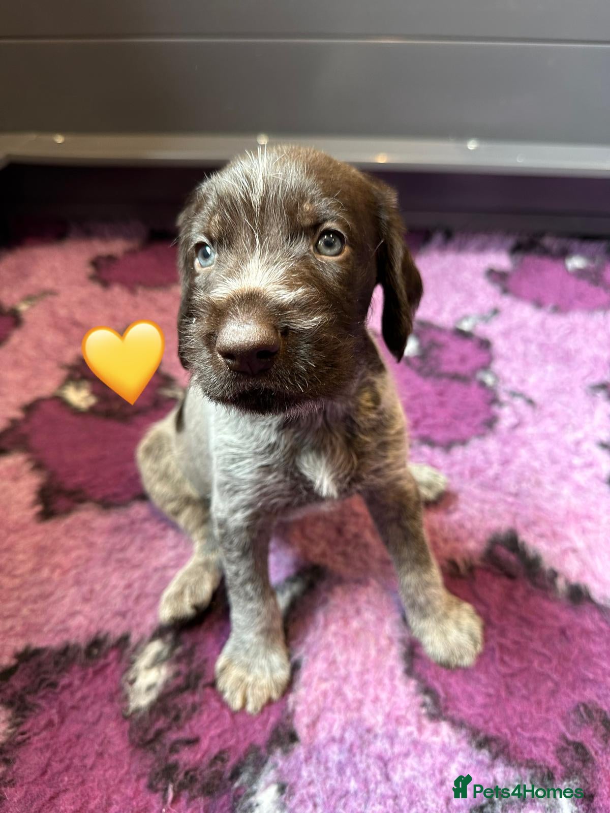 German Wirehaired Pointer dogs Kc reg german wirehaired pointer puppies for sale - Advert 2