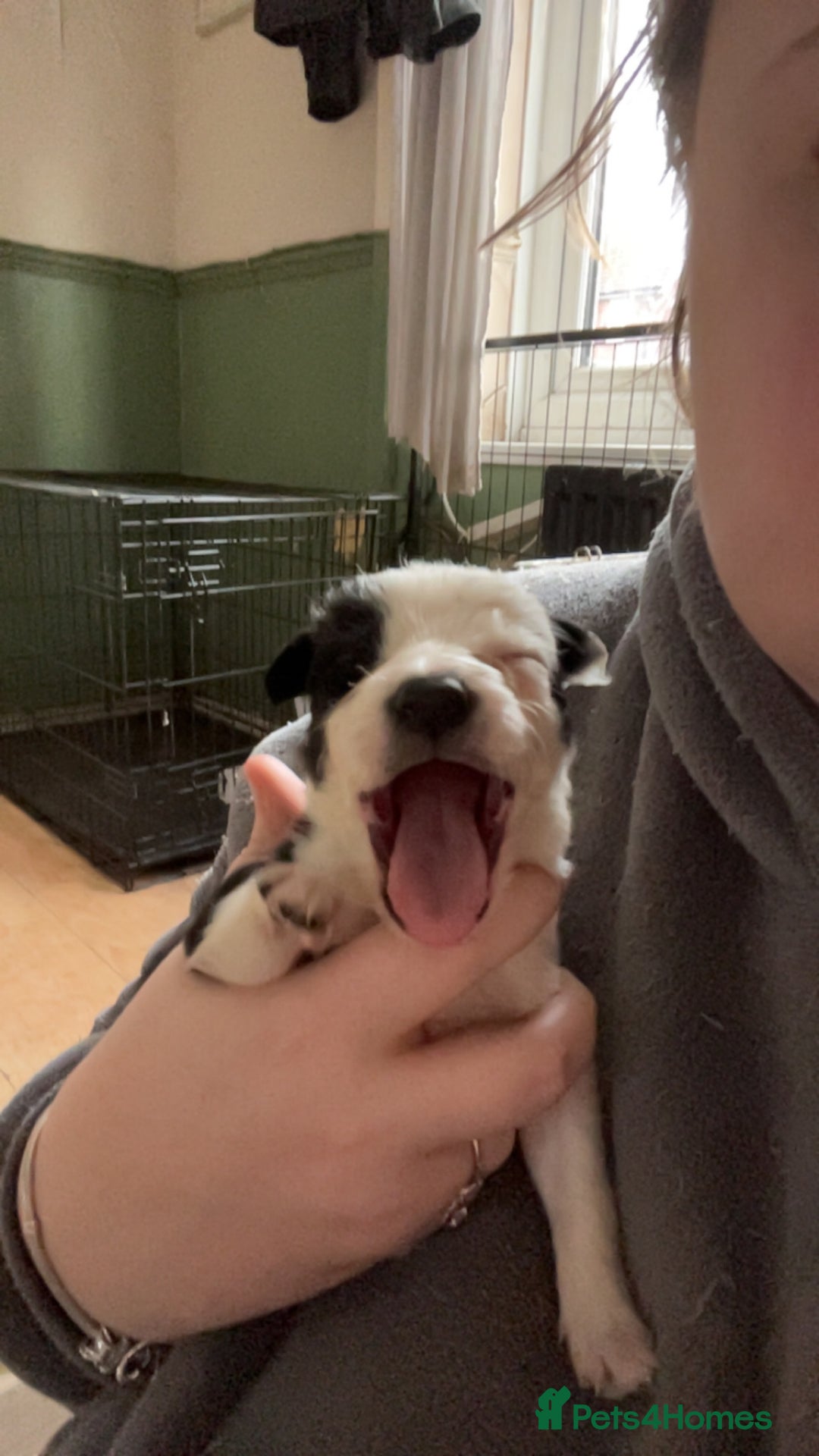 Border Collie dogs for sale: Litter of 7 border collies - Advert 23