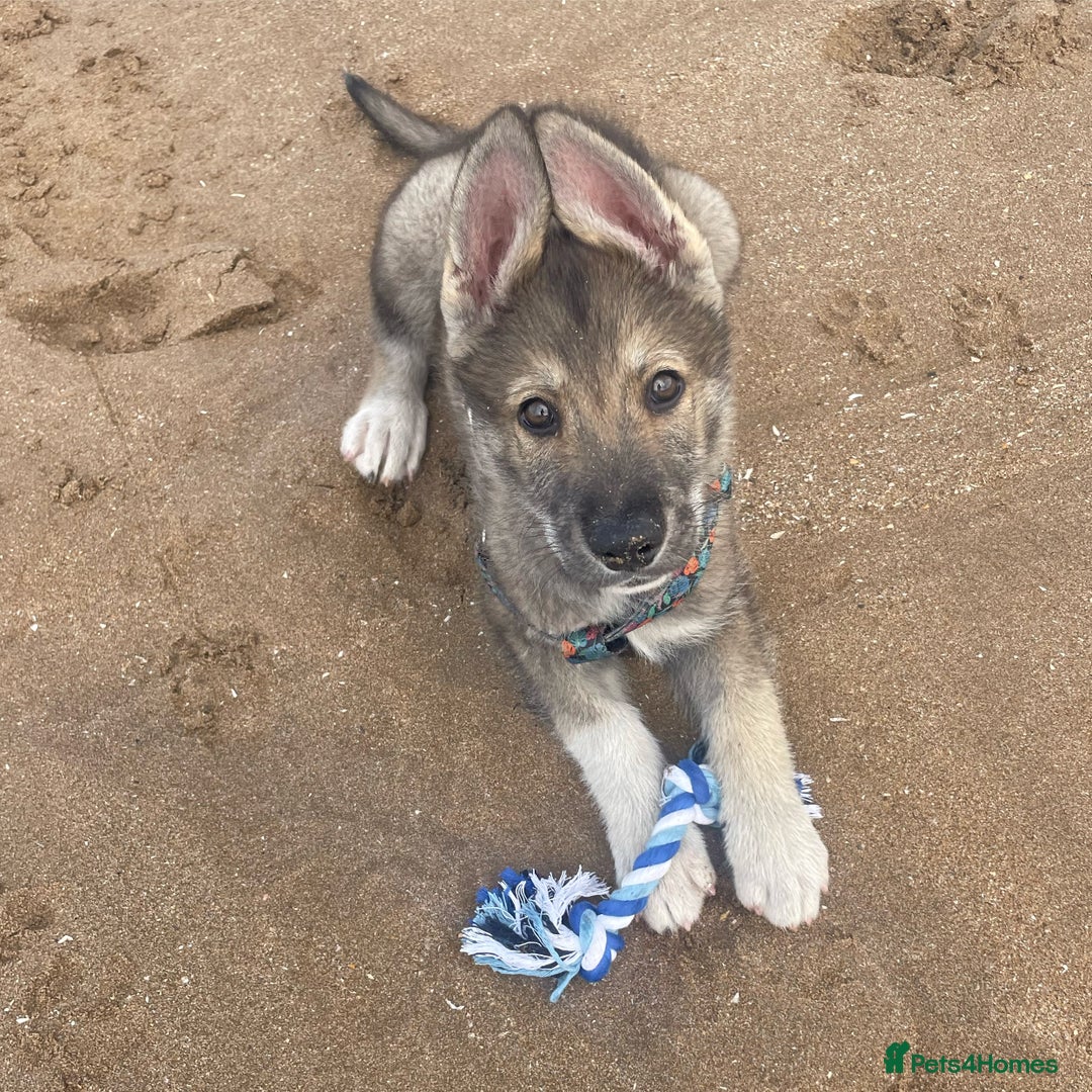 Shepsky dogs for sale: SHEPSKY MALE HUSKY GERMAN SHEPHERD CROSS MALE - Image 6