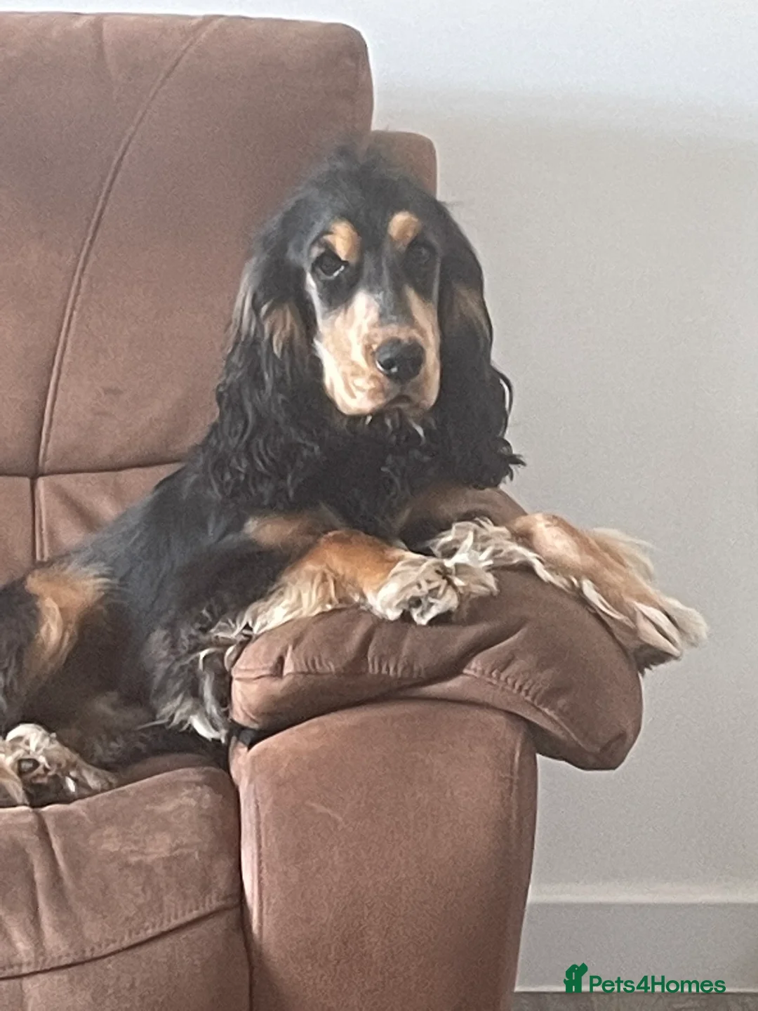 Cocker Spaniel dogs for stud: Show type cocker spaniel in Braintree - Advert 4