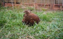 Quail poultry for sale: Jumbo Quail. Big Birds, Great Layers, Colours !!! - Image 8