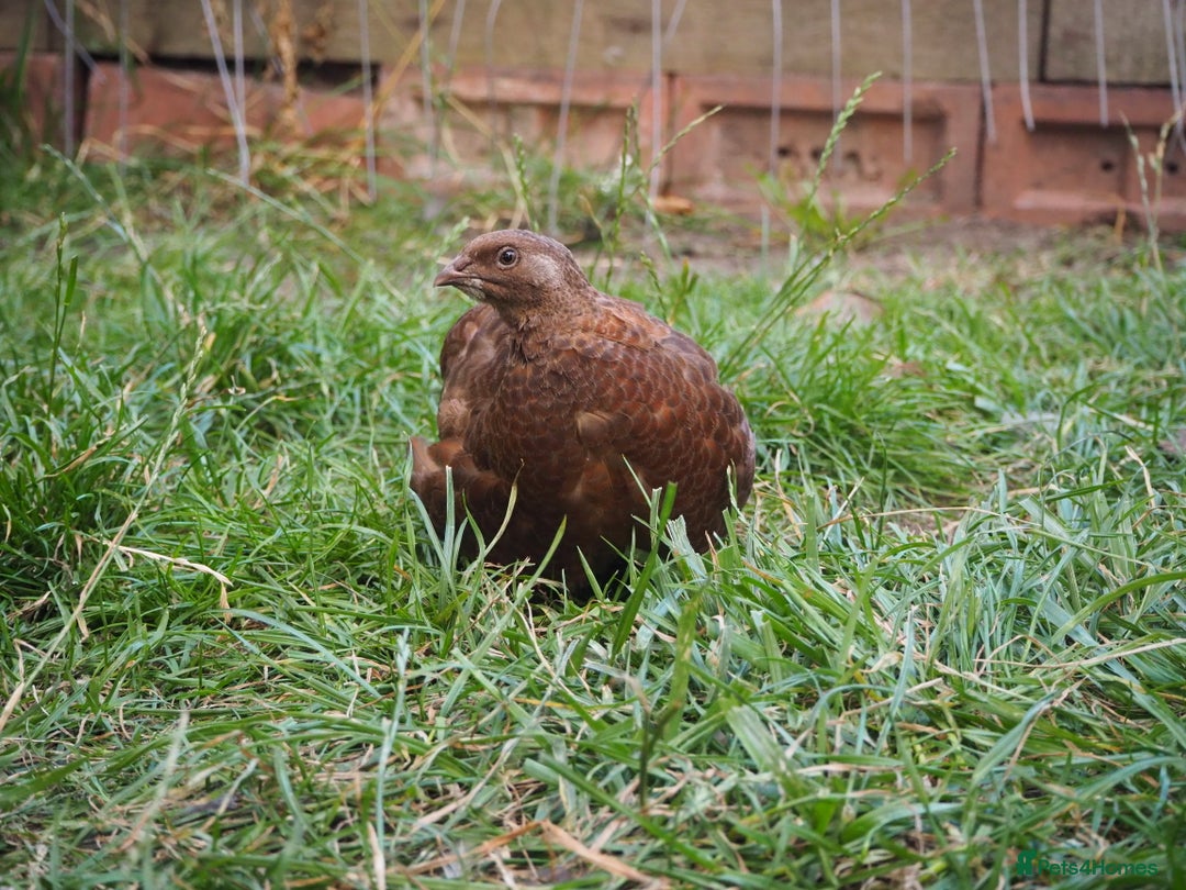 Quail poultry for sale: Jumbo Quail. Big Birds, Great Layers, Colours !!! - Image 8