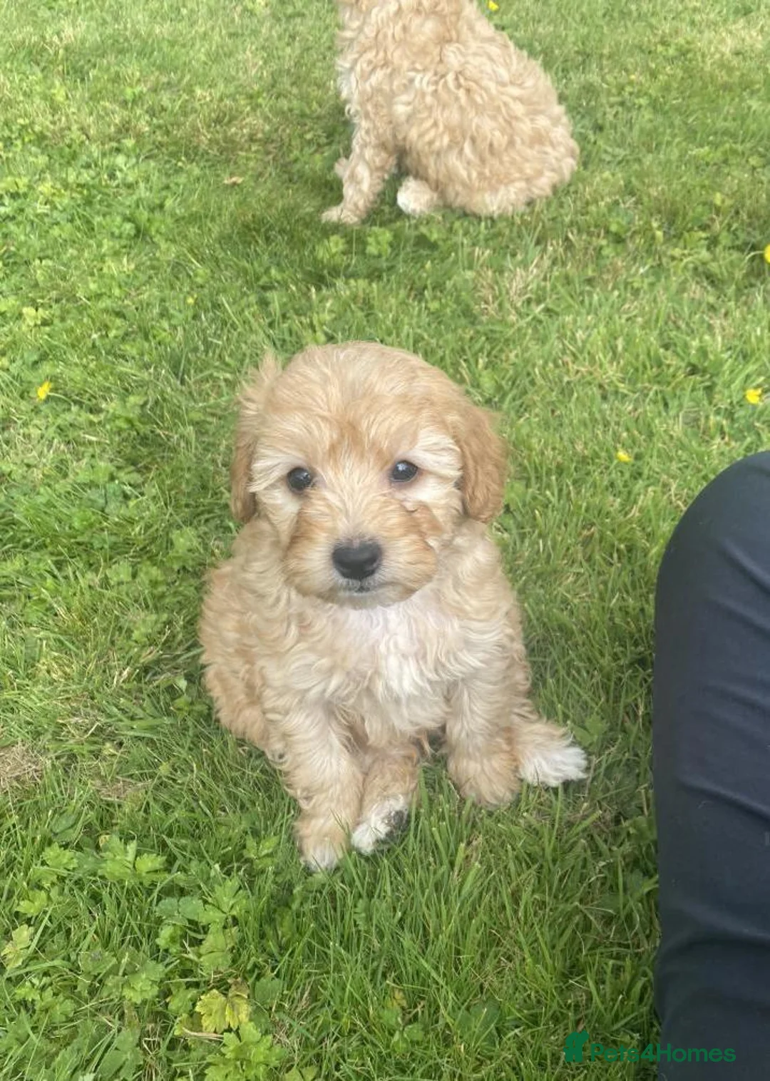 Cavapoo dogs for sale: Cavapoo puppies  - Advert 2