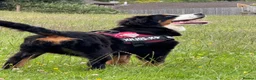 Bernedoodle dogs for sale: Top Quality BERNEDOODLE Puppies  - Advert 13