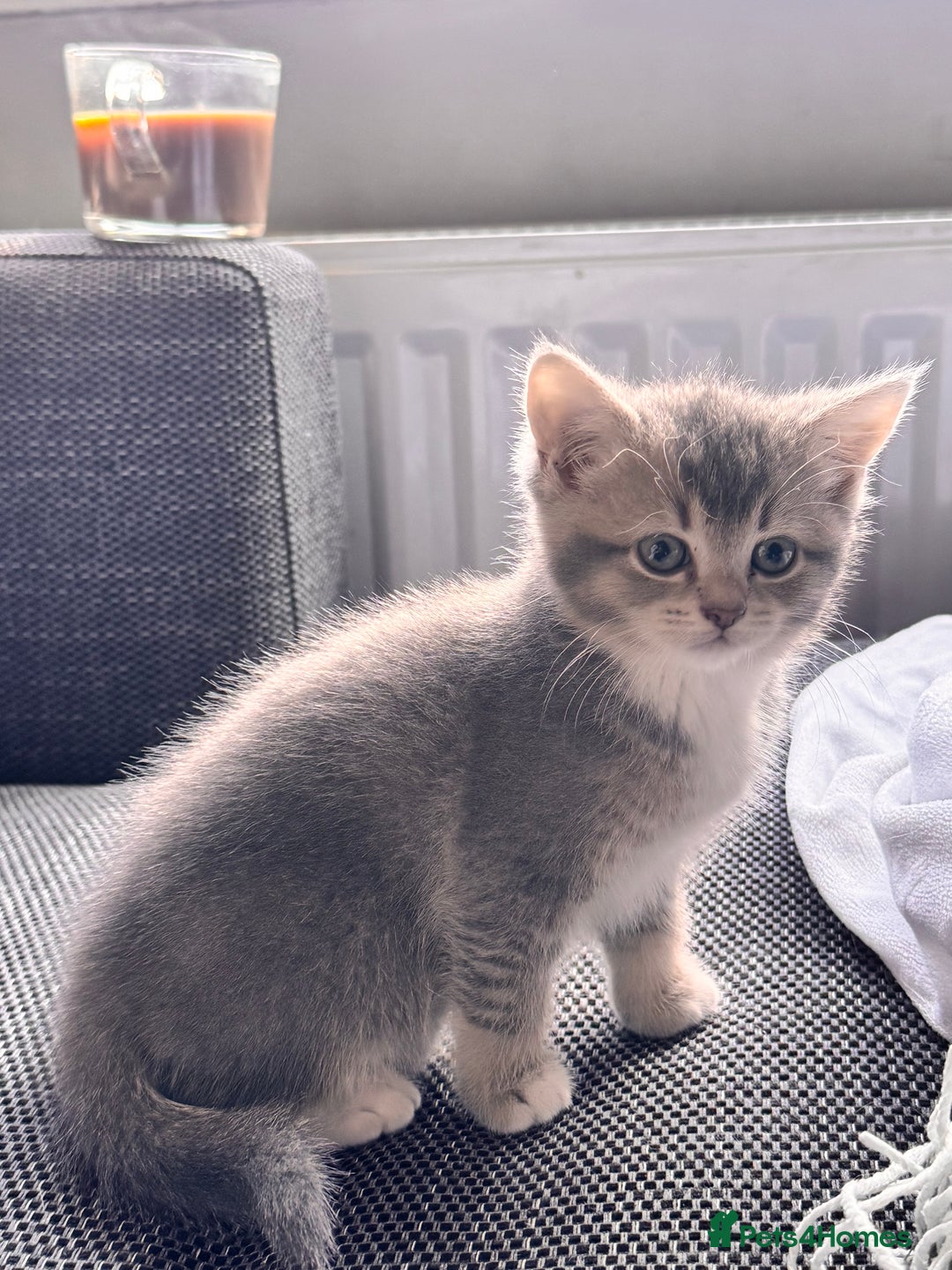 Scottish Fold cats for sale: Stunning Smokey Scottish fold/straight Girl.  - Image 6