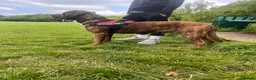 Cane Corso dogs for stud: stud! - Advert 2