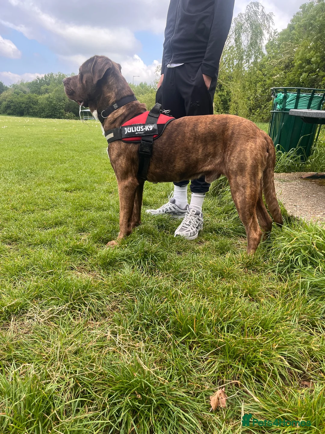 Cane Corso dogs for stud: stud! - Advert 2