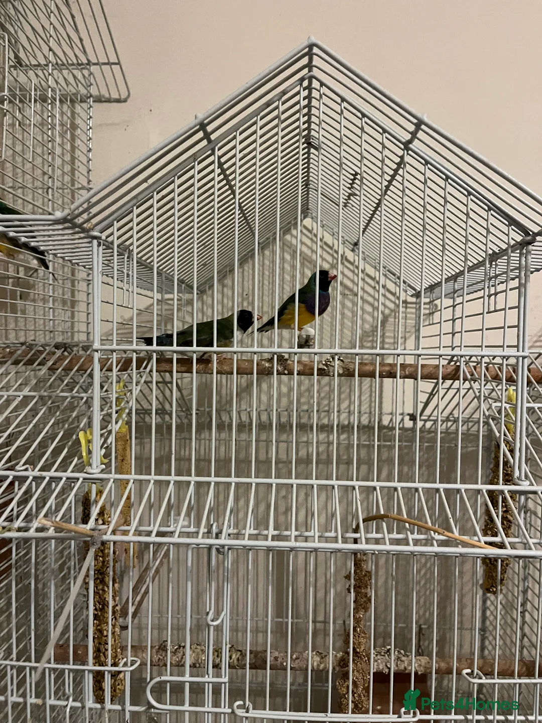 Finches birds for sale: Australian finches - Advert 4