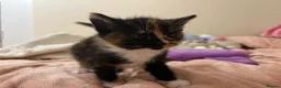 Mixed Breed cats for sale: 2 female 4 male kittens - Advert 19