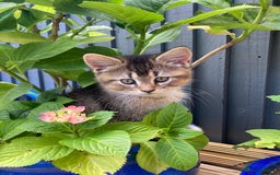 British Shorthair cats for sale: LAST ONE Golden black Tipped BSH kitten - Image 2