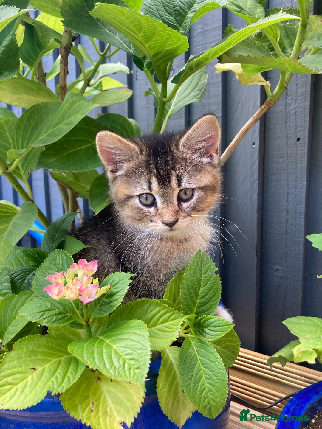 British Shorthair cats for sale: LAST ONE Golden black Tipped BSH kitten - Image 2