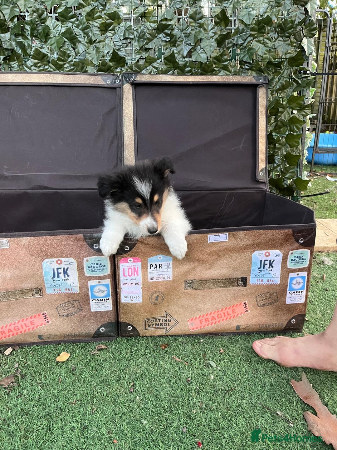 Rough Collie dogs for sale: PUPPY MASSIVE REDUCTION-TRI/COL boy 10w DNA-CLEAR  - Image 4