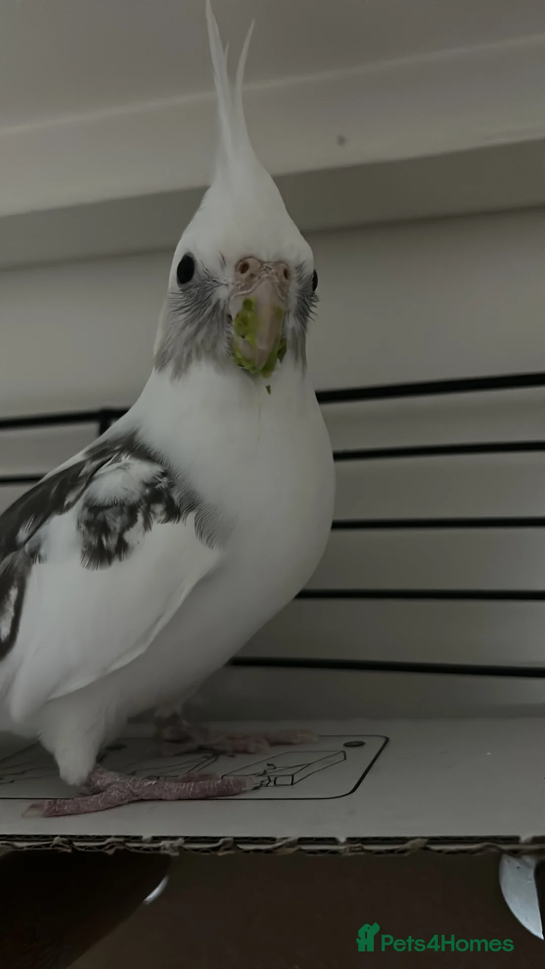 Cockatiels birds for sale: Two Loving Female Cockatiels for Rehoming - Advert 13