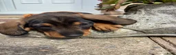 Dachshund dogs for sale: Standard Wire Haired Dachshunds  in Malvern - Advert 16