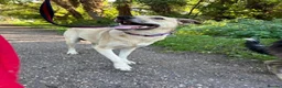 Mixed Breed dogs for adoption: Ivy - Norwich Norfolk  in Norwich - Advert 1
