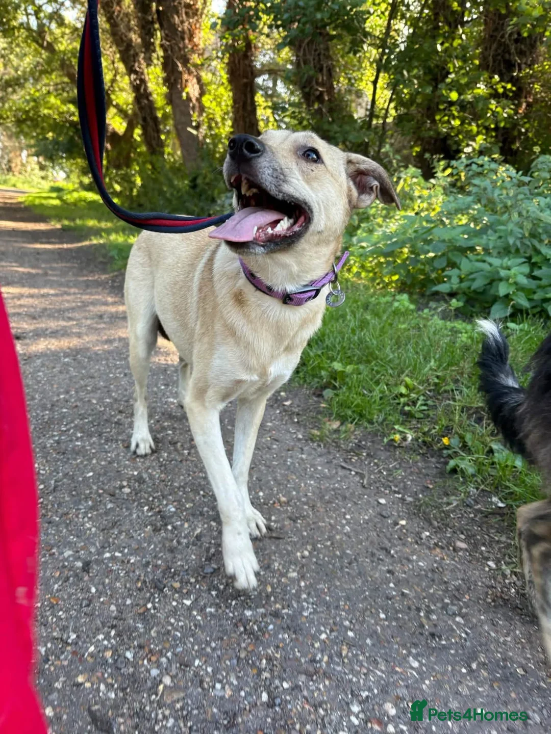 Mixed Breed dogs for adoption: Ivy - Norwich Norfolk  in Norwich - Advert 1