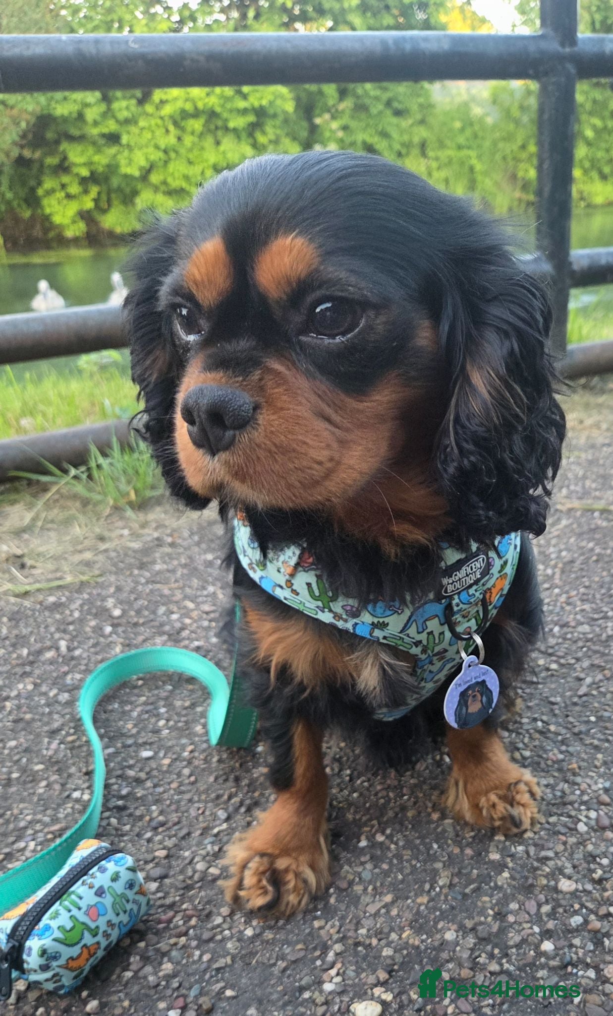 Cavalier King Charles Spaniel dogs Stunning Cavalier King Charles - 18 month old Boy - Advert 5