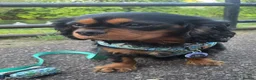 Cavalier King Charles Spaniel dogs for sale: Stunning Cavalier King Charles - 18 month old Boy - Advert 1