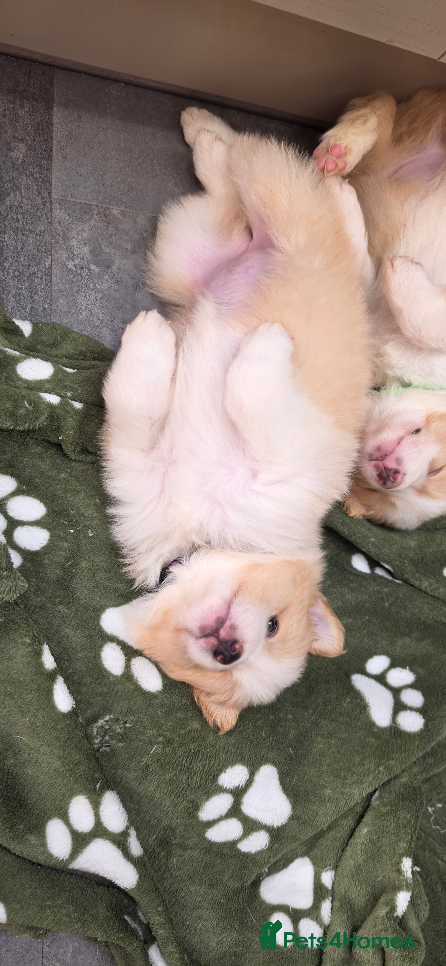 Border Collie dogs Beautiful EE-Red/Golden Long Haired Border Collies - Advert 2