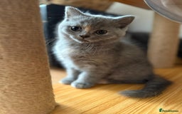 British Shorthair cats for sale: BRITISH SHORTHAIR BLUE/TORTIE/CREAM in Ramsgate - Image 13