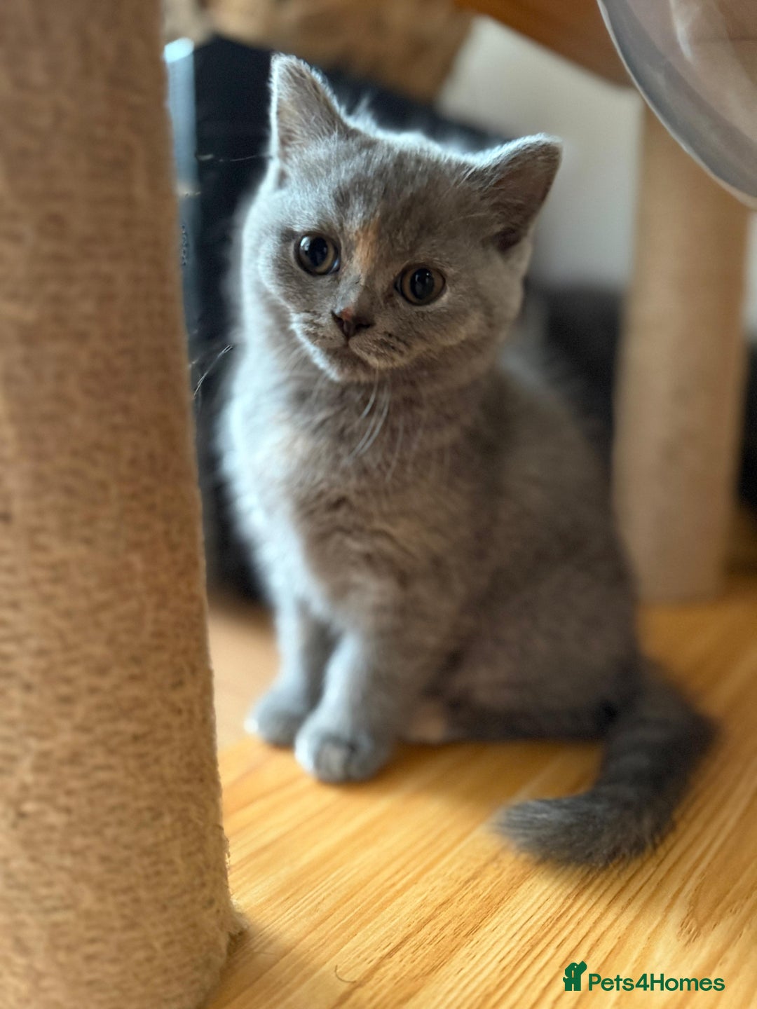British Shorthair cats for sale: BRITISH SHORTHAIR BLUE/TORTIE/CREAM in Ramsgate - Image 13