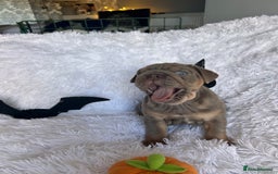 English Bulldog dogs for sale: Outstanding English bulldogs  - Image 5