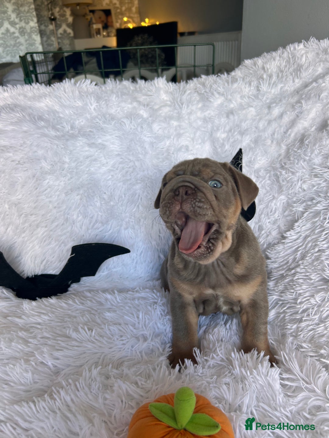 English Bulldog dogs for sale: Outstanding English bulldogs  - Image 5