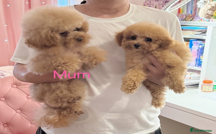 Toy Poodle dogs - Advert 14