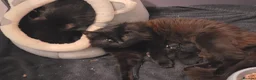 Mixed Breed cats for sale: 8week old black kitten - Advert 2