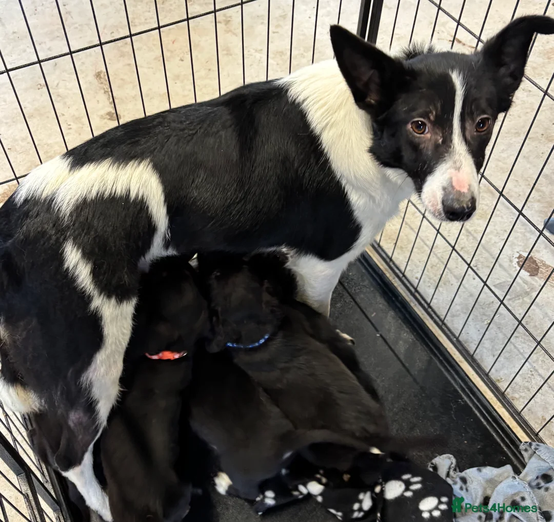 Mixed Breed dogs for sale: Cocker X Collie Puppies - Advert 15