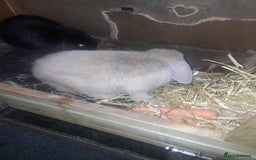 Mixed Breed rabbits for sale: 2 girls comes with everything  - Advert 7