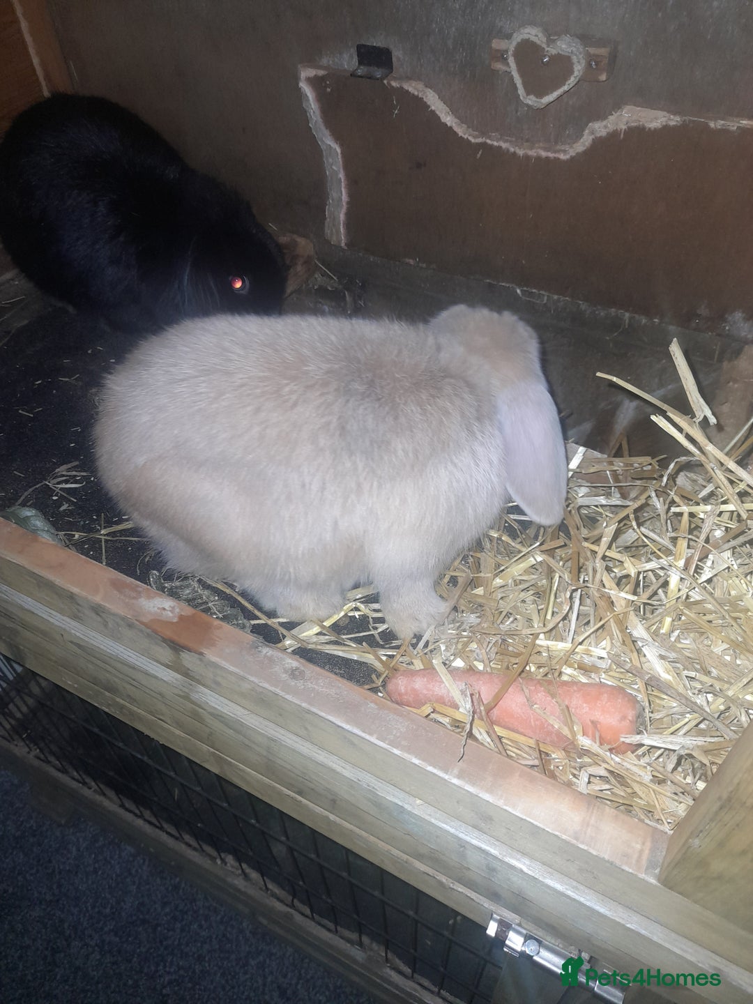 Mixed Breed rabbits for sale: 2 girls comes with everything  - Advert 7