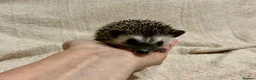 Pygmy Hedgehog rodents for sale: African Pygmy Hedgehog hoglets  - Advert 5