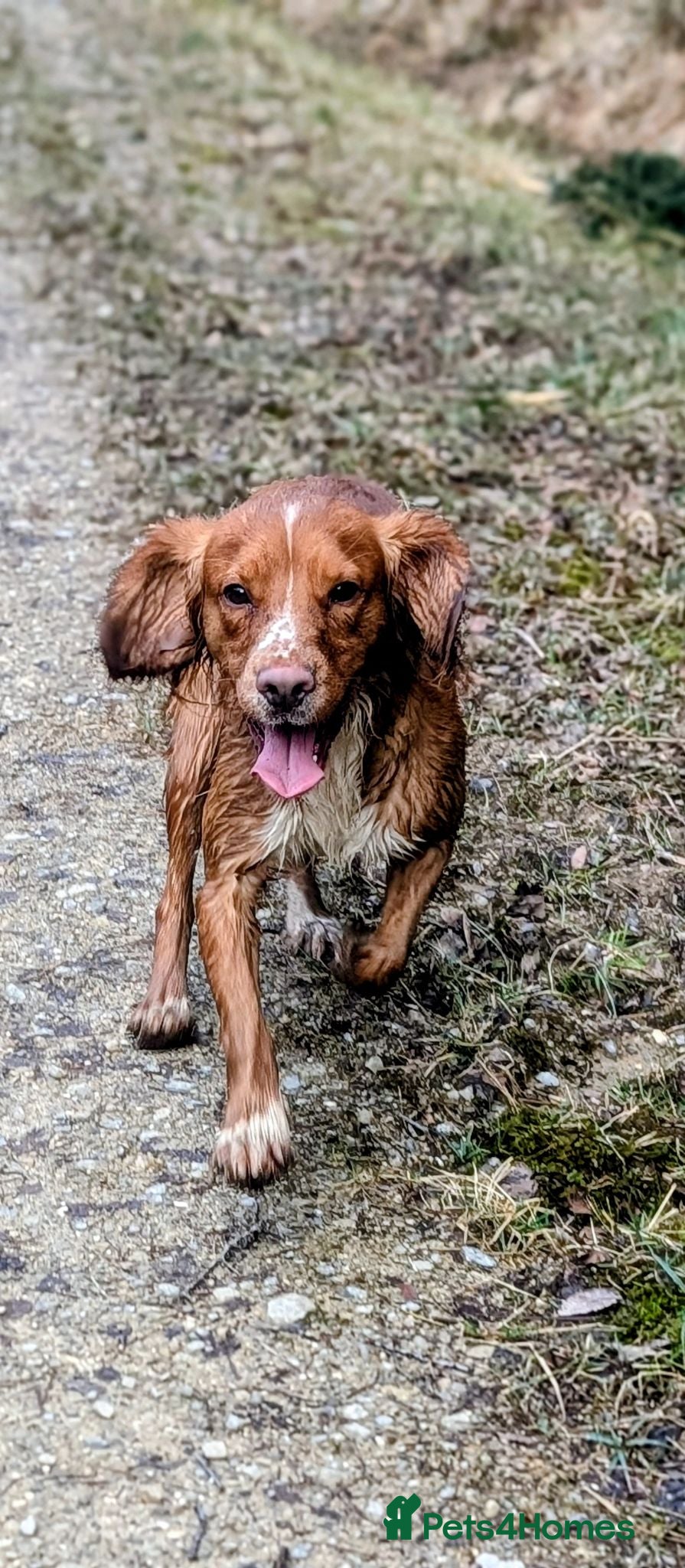 Sprocker dogs Beautiful boy needs a 5 star home  - Advert 1