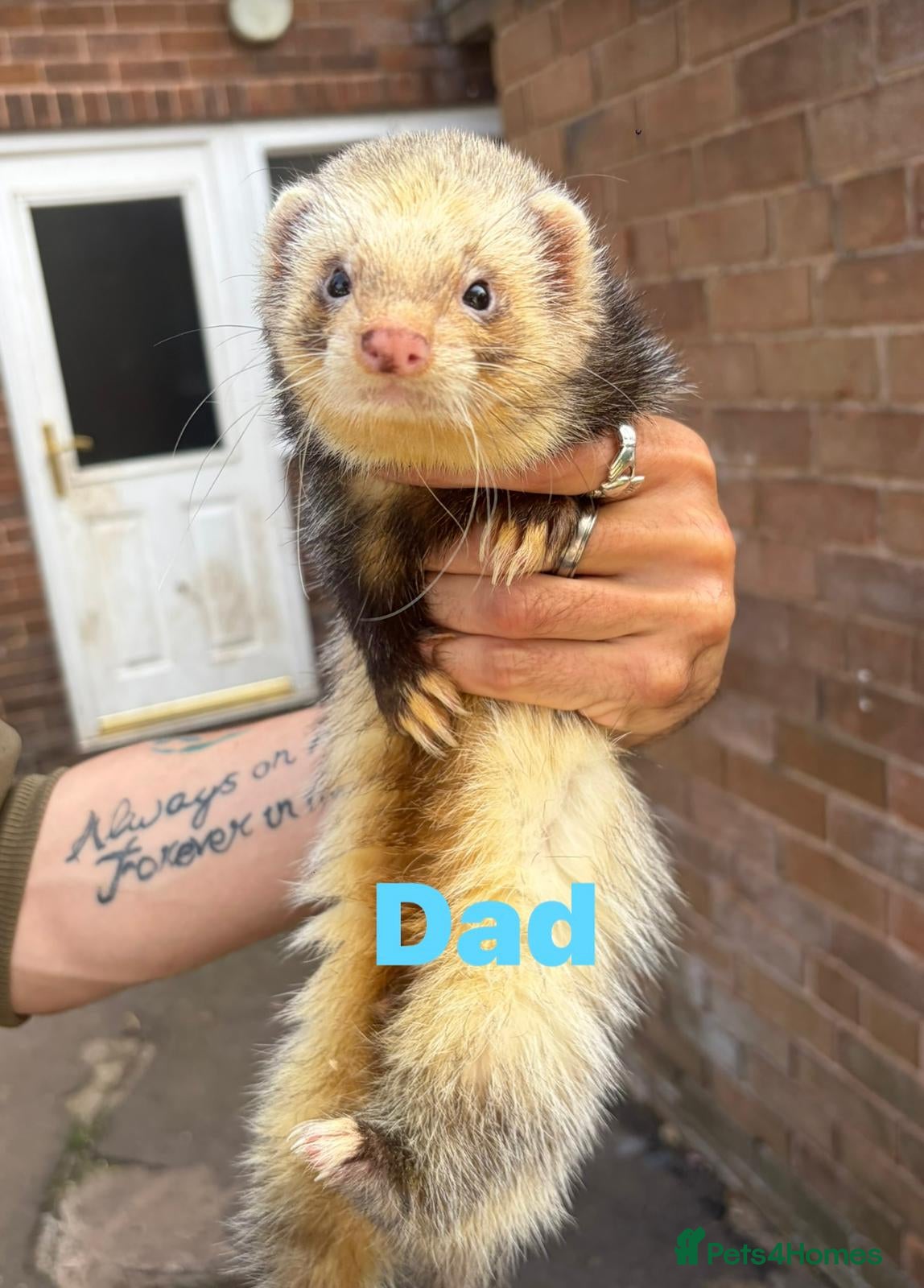 Ferret rodents for sale: Baby ferrets  - Advert 6