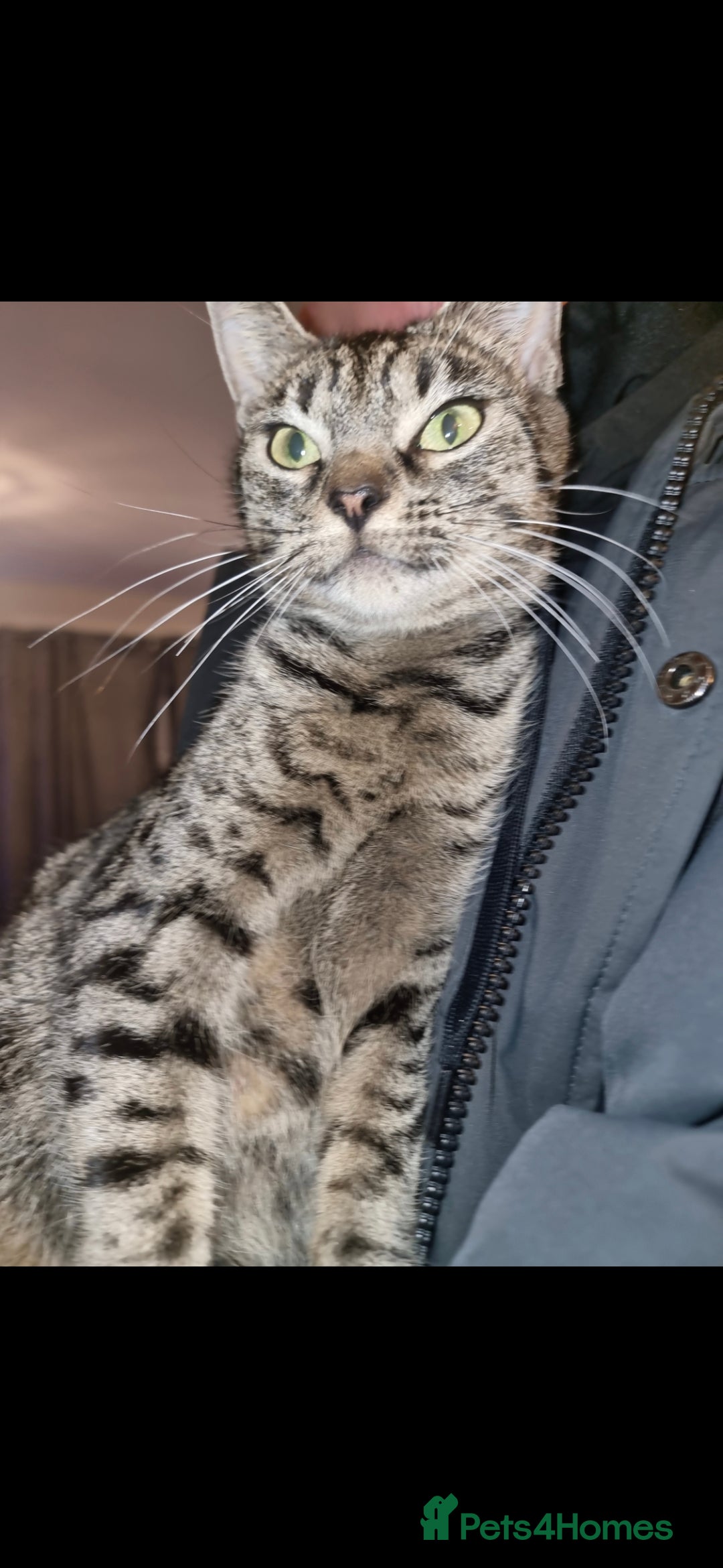 Mixed Breed cats Cat for free - Advert 1