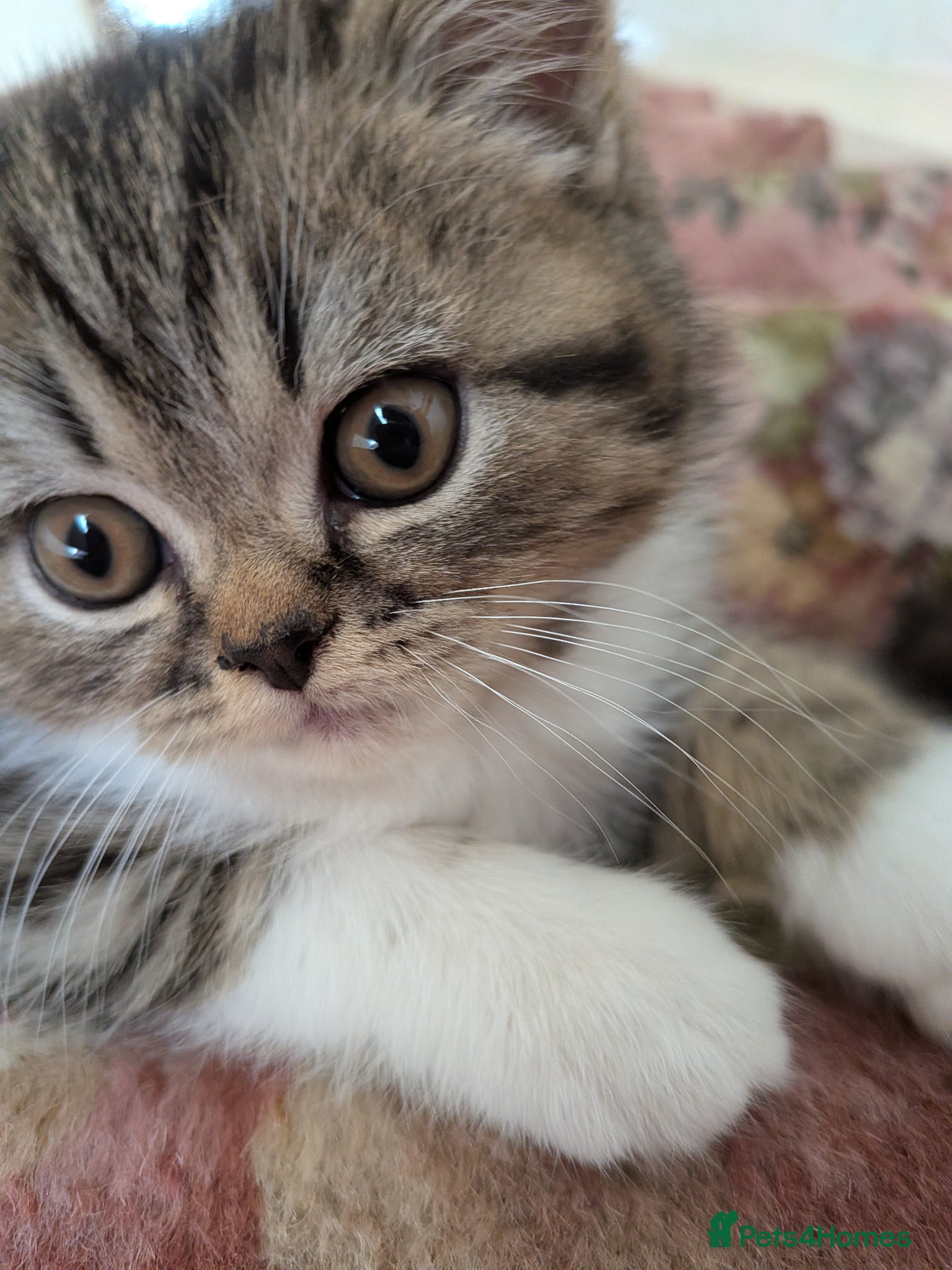 Exotic cats Beautiful exotic kittens - ready now  - Advert 13
