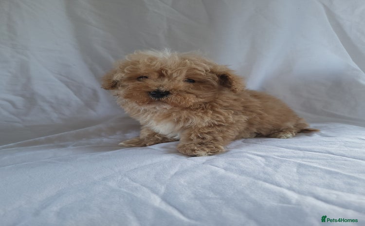 Maltipoo dogs - Advert 1