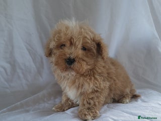 Maltipoo dogs - Advert 11